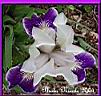 13--Iris violet blanc enc.jpg